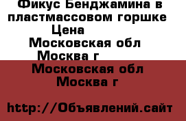 Фикус Бенджамина в пластмассовом горшке › Цена ­ 1 500 - Московская обл., Москва г.  »    . Московская обл.,Москва г.